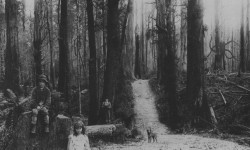 Slenderman