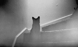 Кот Бася — борец с нечистой силой
