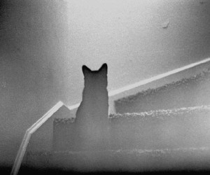 Кот Бася — борец с нечистой силой